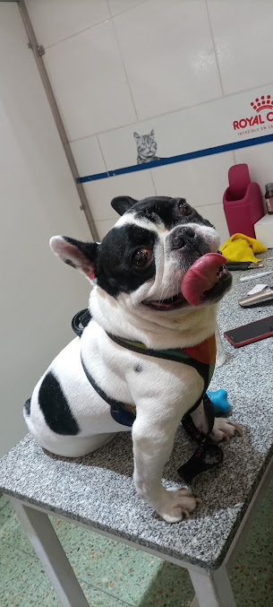 Bulldog francés en la camilla de atención