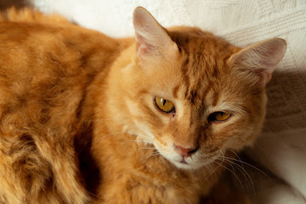Gato atendido en Veterinaria Pueyrredón